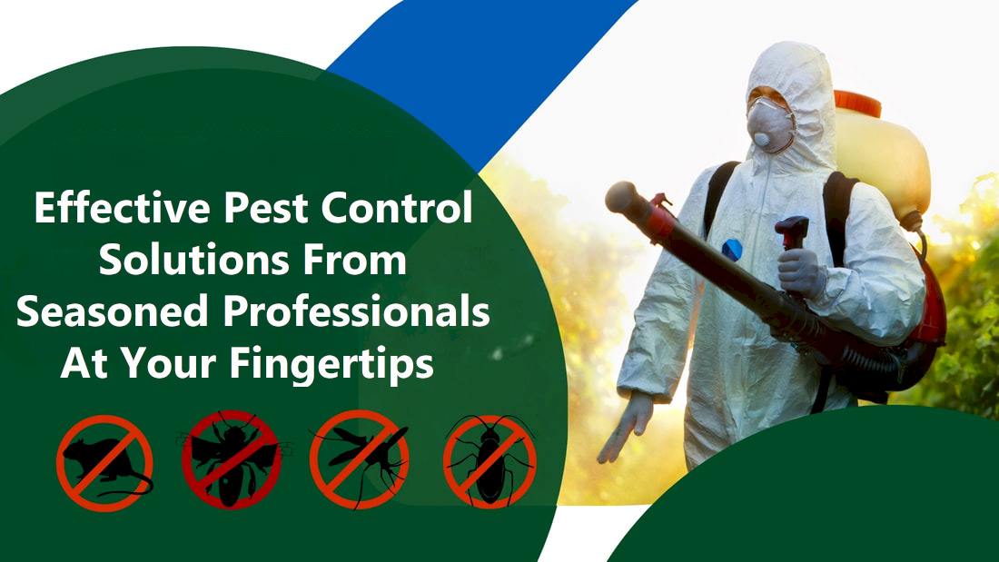 Effective pest control solutions from seasoned professionals